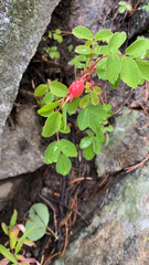 Rosa acicularis