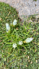 Gentiana algida