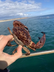 Nectocarcinus integrifrons