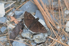 Erynnis tristis tatius