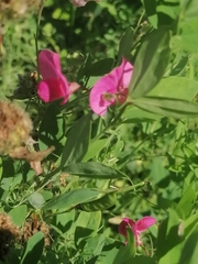 Lathyrus tuberosus