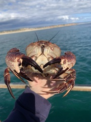 Nectocarcinus integrifrons