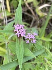 Crusea hispida