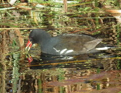 Gallinula chloropus meridionalis