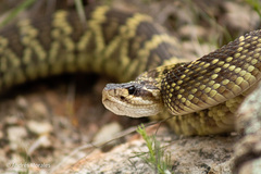 Crotalus molossus nigrescens