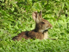 Sylvilagus palustris