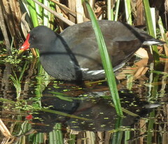 Gallinula chloropus meridionalis