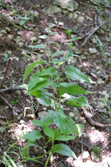 Symphyotrichum shortii