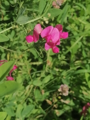 Lathyrus tuberosus
