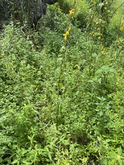 Echeandia michoacensis