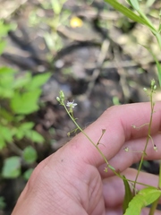 Veronica scutellata