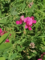 Lathyrus tuberosus