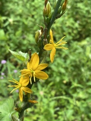 Echeandia michoacensis