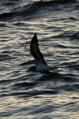 Pterodroma cahow