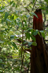 Fraxinus quadrangulata
