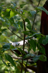 Fraxinus quadrangulata