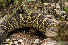 Crotalus molossus nigrescens
