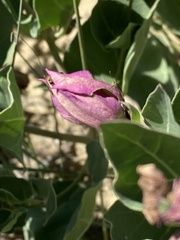 Mirabilis multiflora
