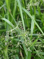 Scirpus radicans