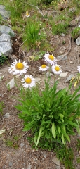Erigeron glacialis