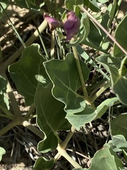 Mirabilis multiflora