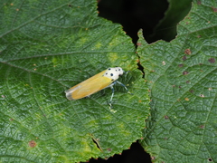Bothrogonia ferruginea