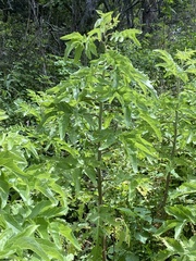 Roldana heracleifolia