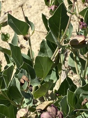 Mirabilis multiflora