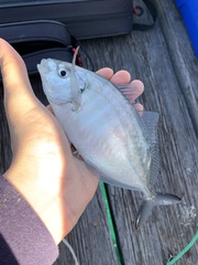 Pseudocaranx georgianus