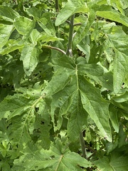 Roldana heracleifolia