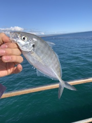 Pseudocaranx georgianus