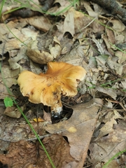 Cortinarius
