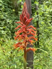 Dichromanthus cinnabarinus