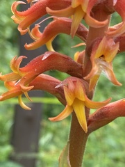 Dichromanthus cinnabarinus