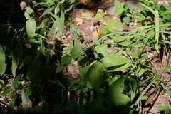 Monarda bradburiana