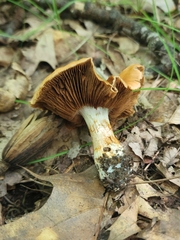 Cortinarius