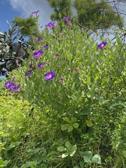 Ipomoea stans