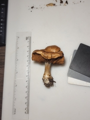 Cortinarius