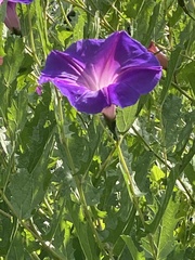 Ipomoea stans