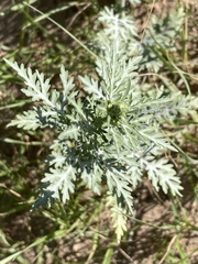 Ambrosia acanthicarpa