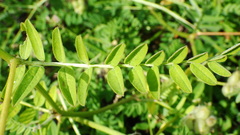Astragalus cicer