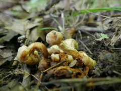 Desarmillaria caespitosa image