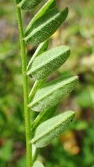 Astragalus cicer