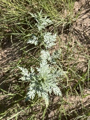 Ambrosia acanthicarpa