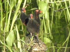 Gallinula galeata