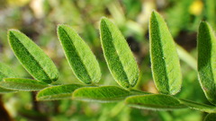 Astragalus cicer