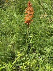 Dichromanthus cinnabarinus