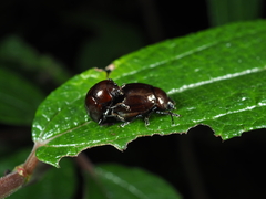 Chrysolina polita