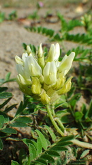 Astragalus cicer