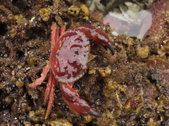 Glebocarcinus oregonensis